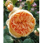 Crown Princess Margareta / Крон Принцесс Маргарет